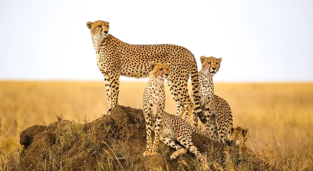 Serengeti Safari