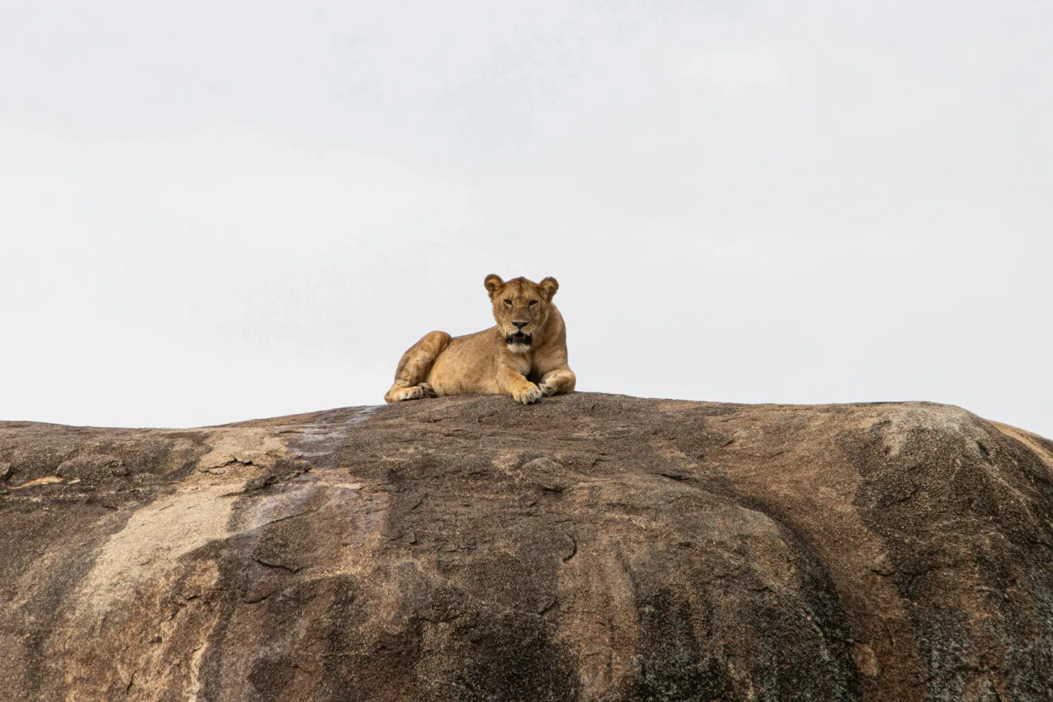 Serengeti Safari Regions
