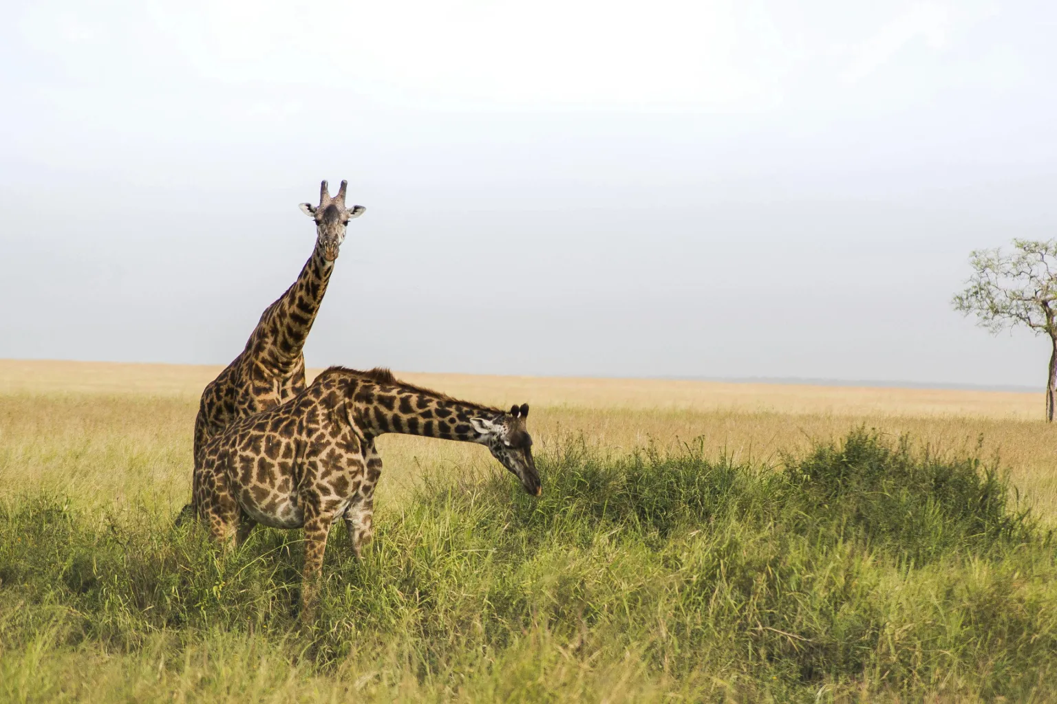 Serengeti Safari Regions
