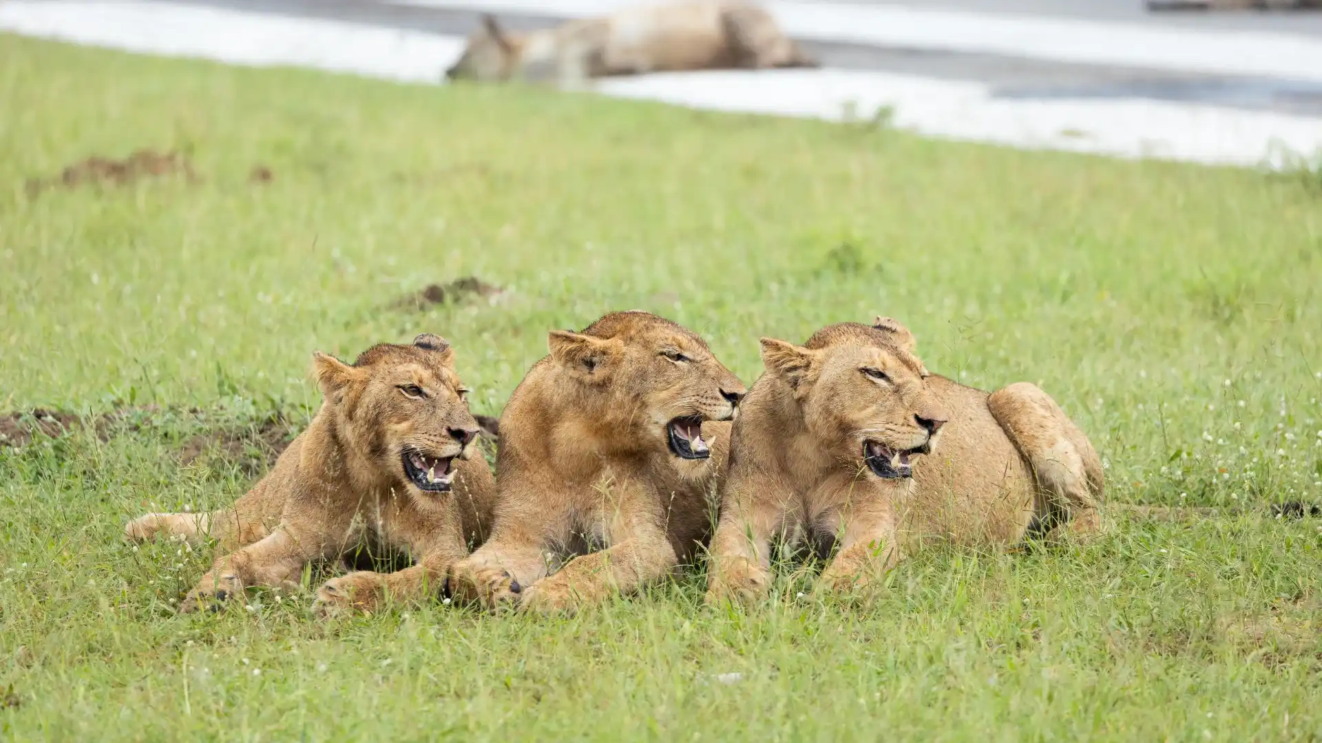 Bestday Safaris