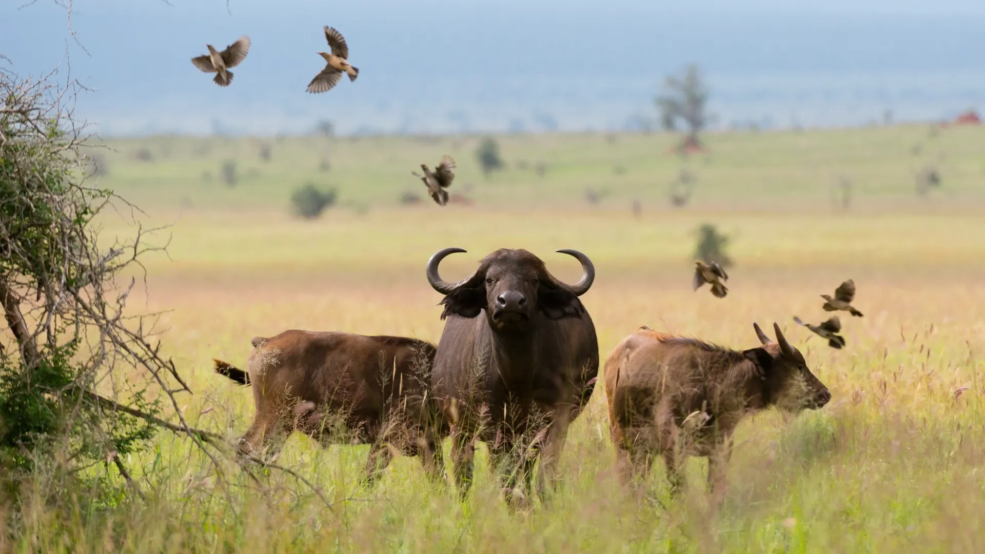 Bestday Safaris