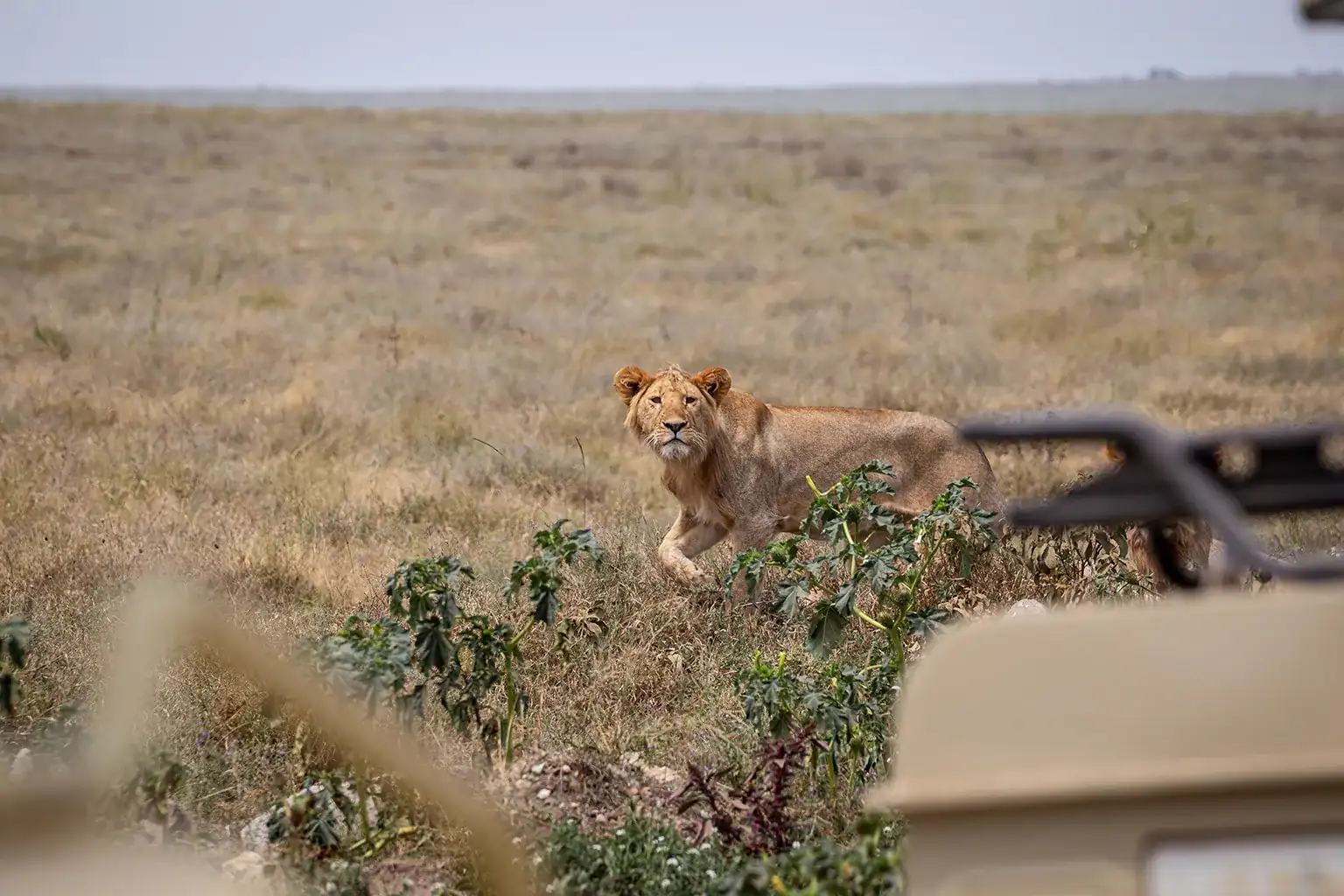 Tanzania Wildlife