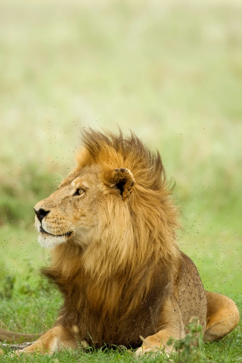 Bestday Safaris