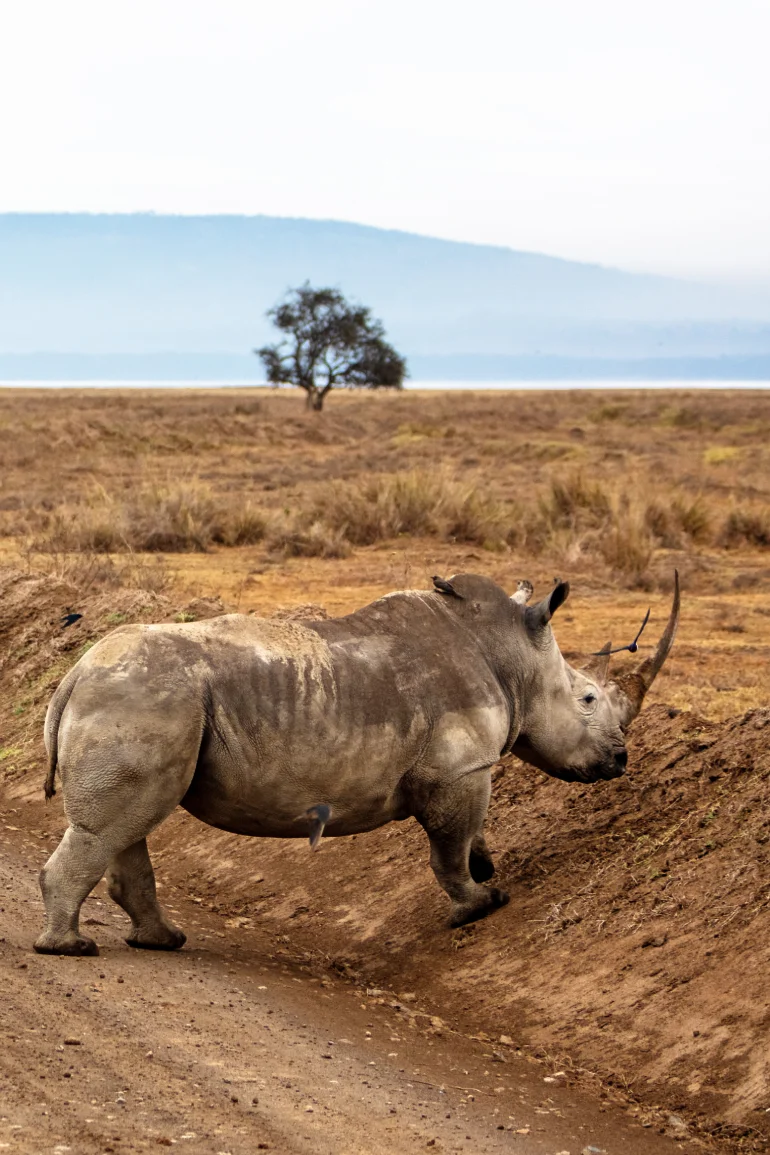 Bestday Safaris