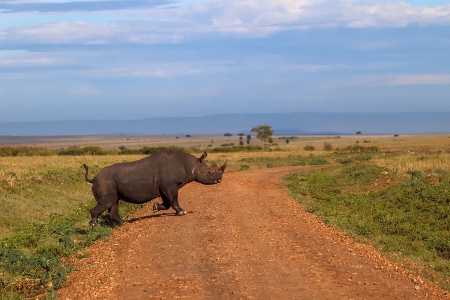 Tanzania Big Five Safari Cost