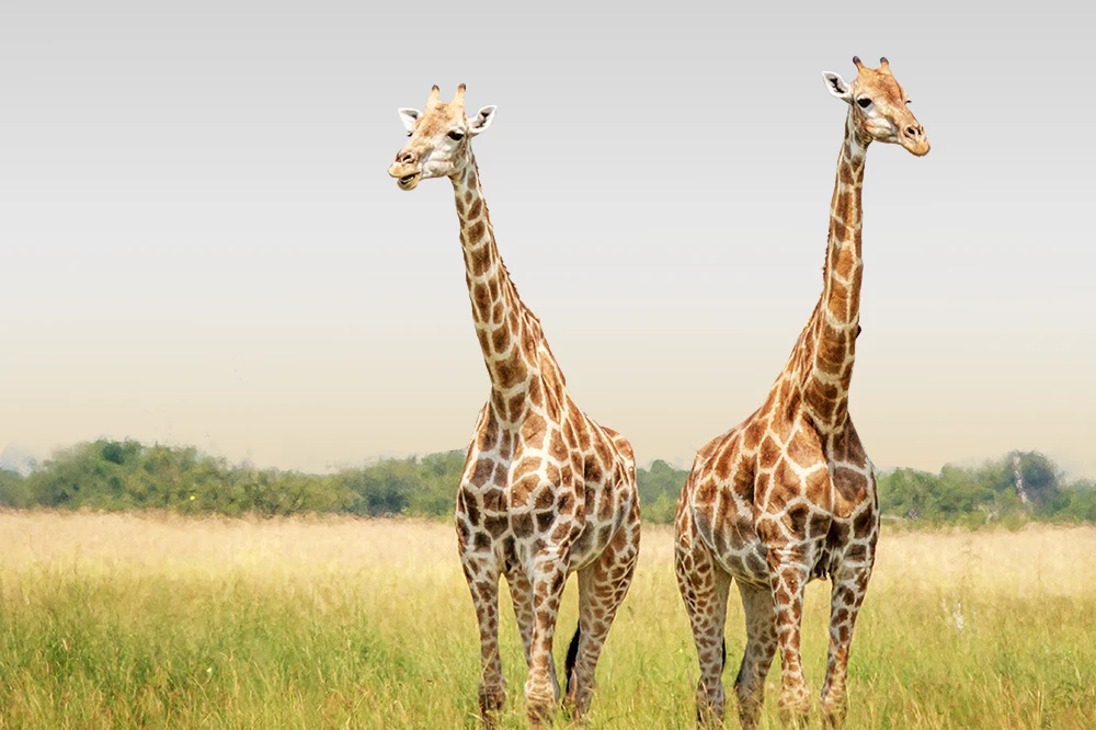 Arusha National Park