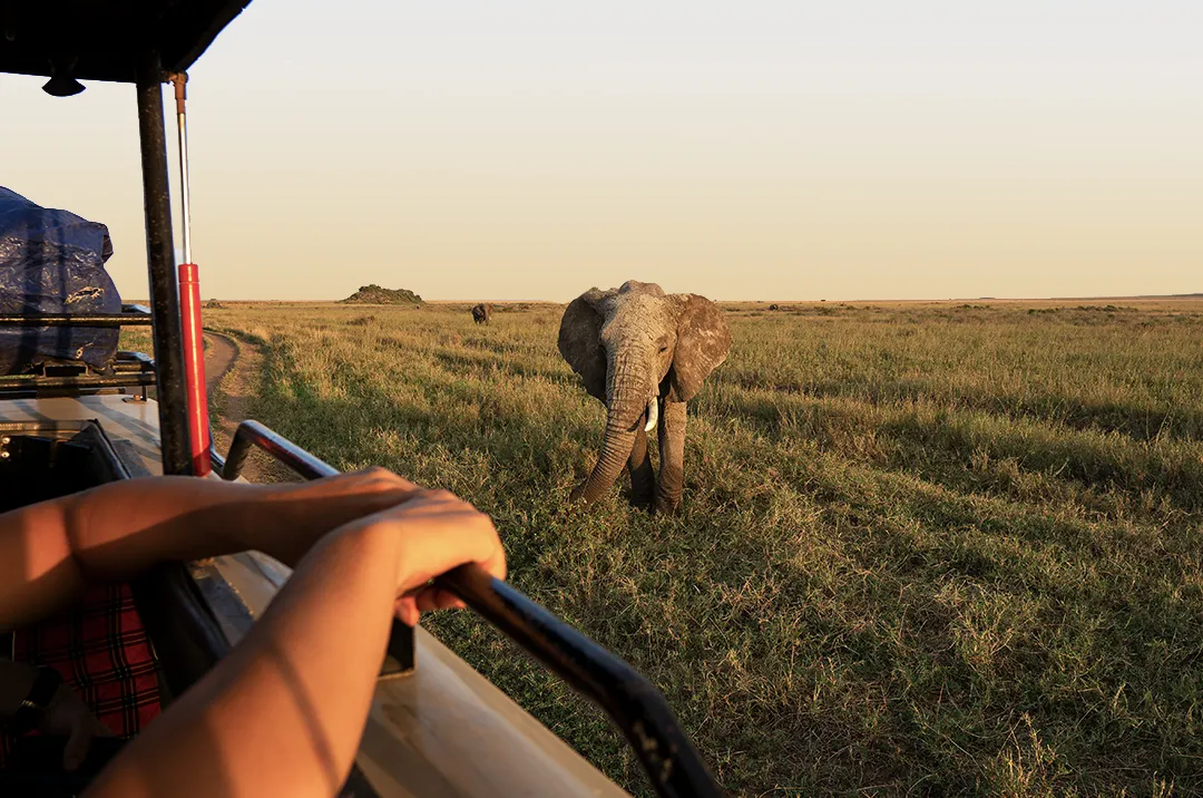 Game Drives