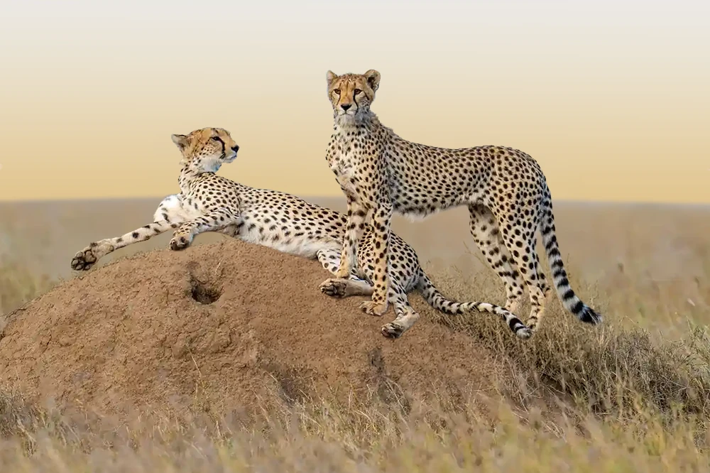 Serengeti National Park