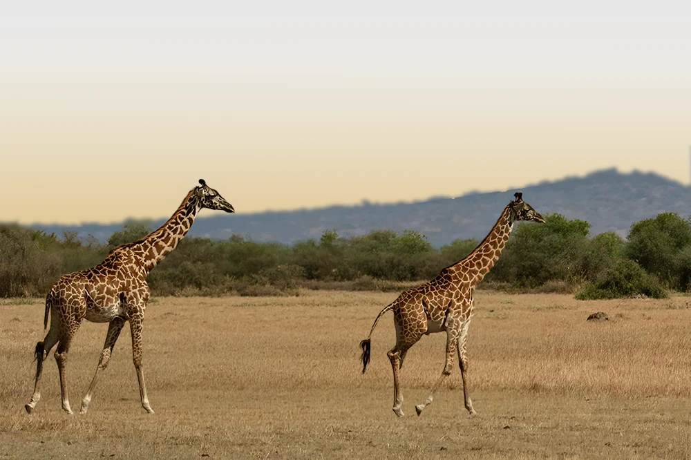 Mkomazi National Park