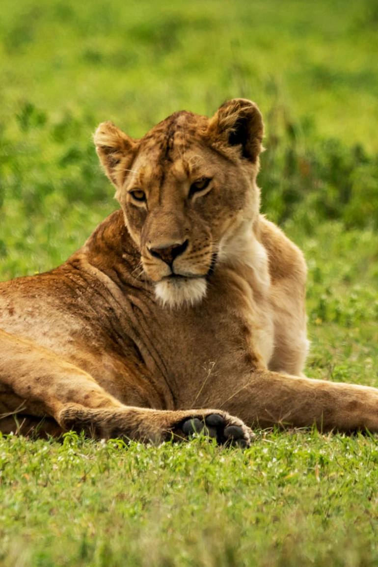 Bestday Safaris
