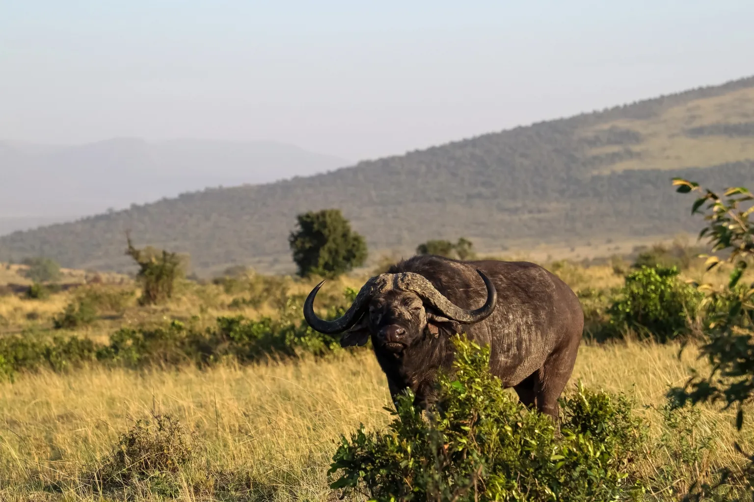 Tanzania Big Five Safari
