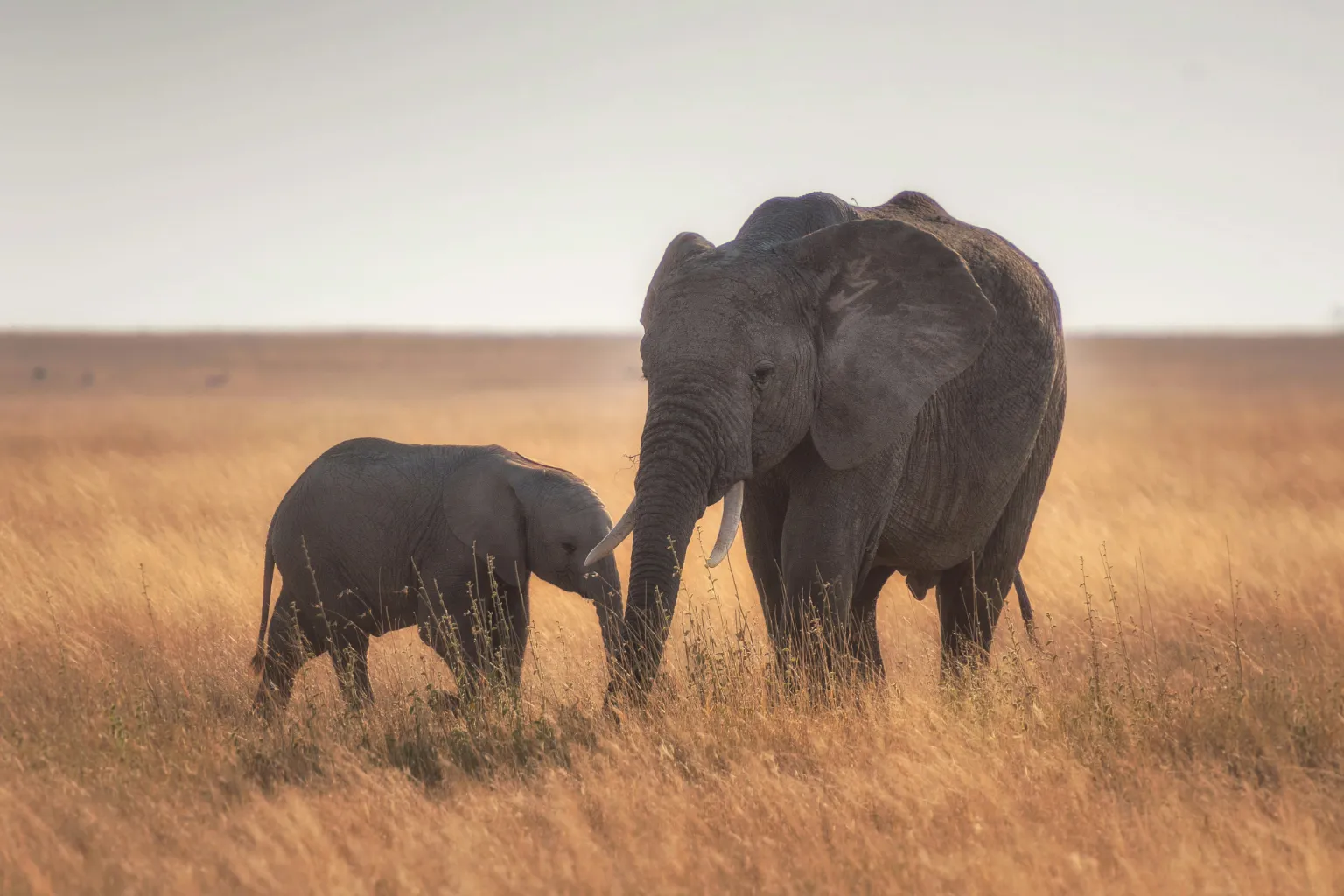 Tanzania Big Five Five Safari