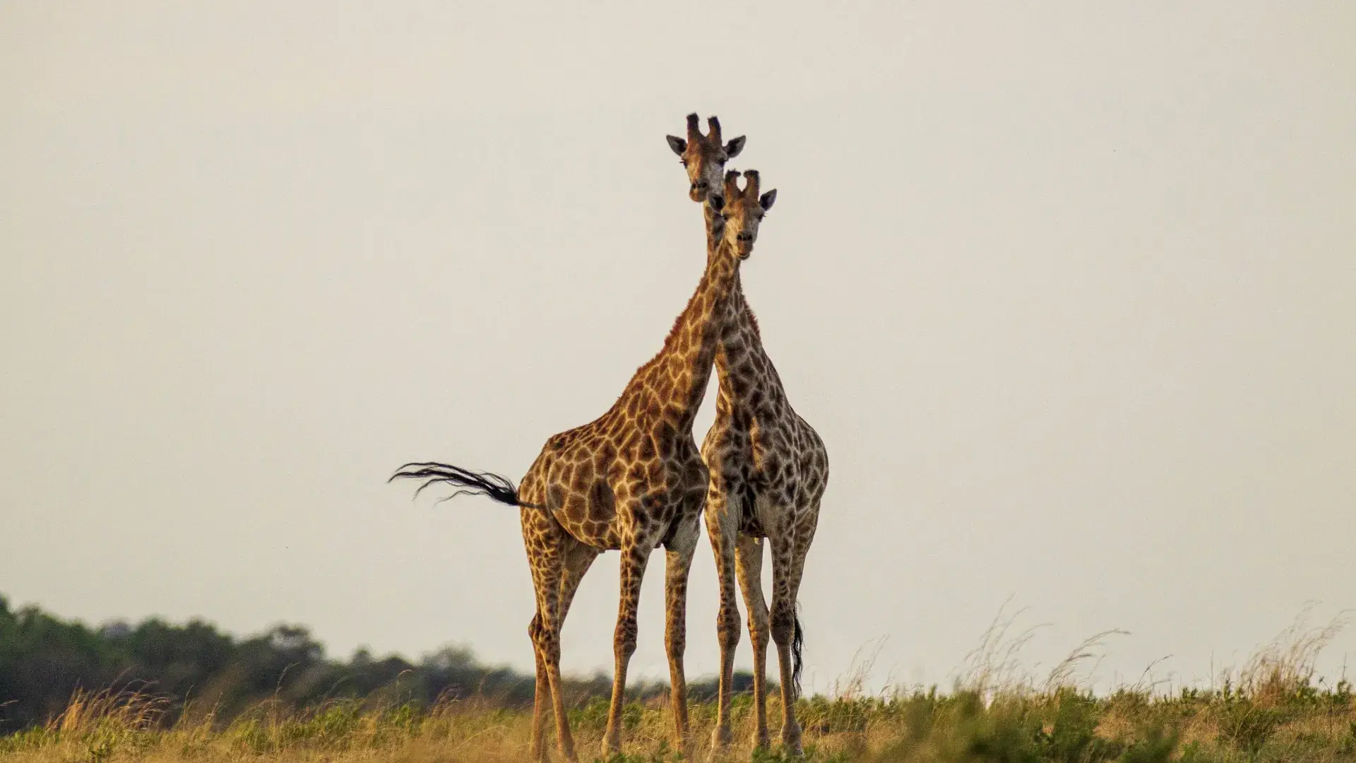 Tanzania Private Safari