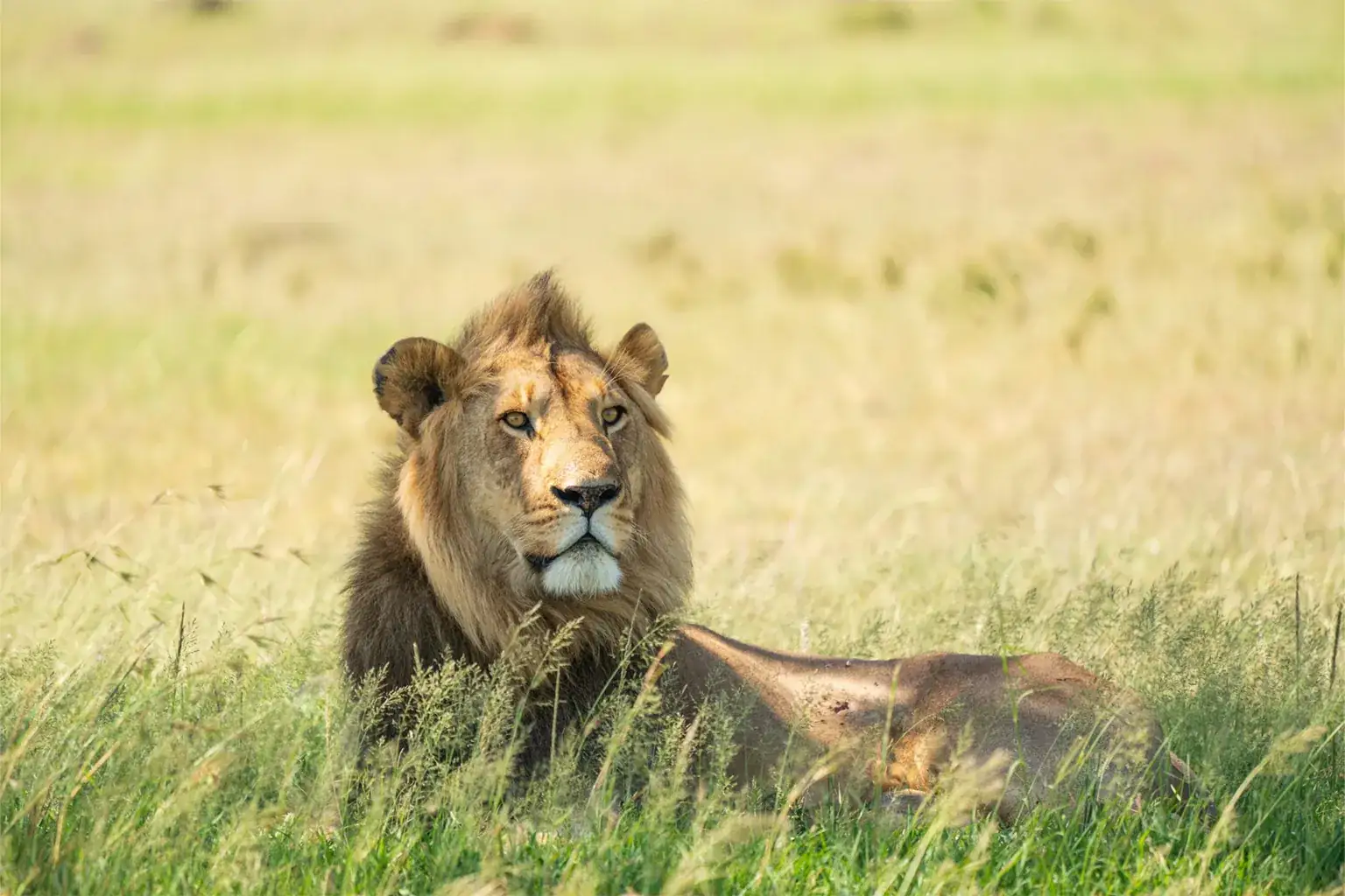 Tanzania Wildlife