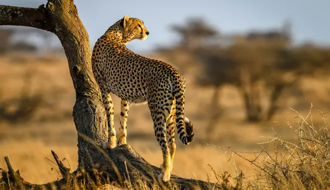 Tanzania Safaris