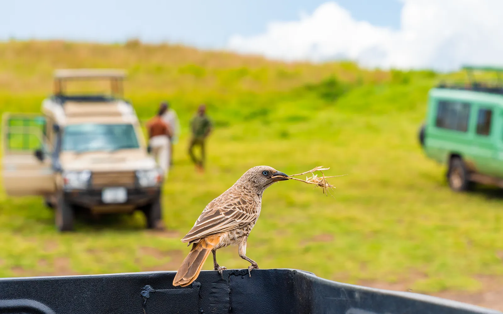Game Drives