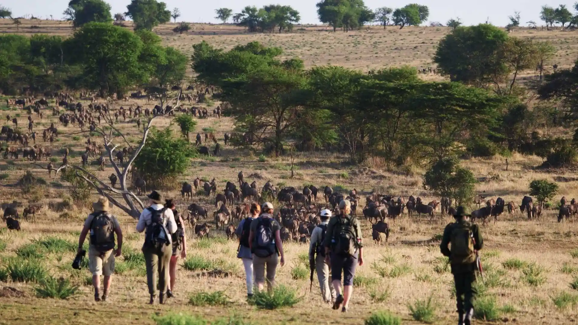 Bestday Safaris