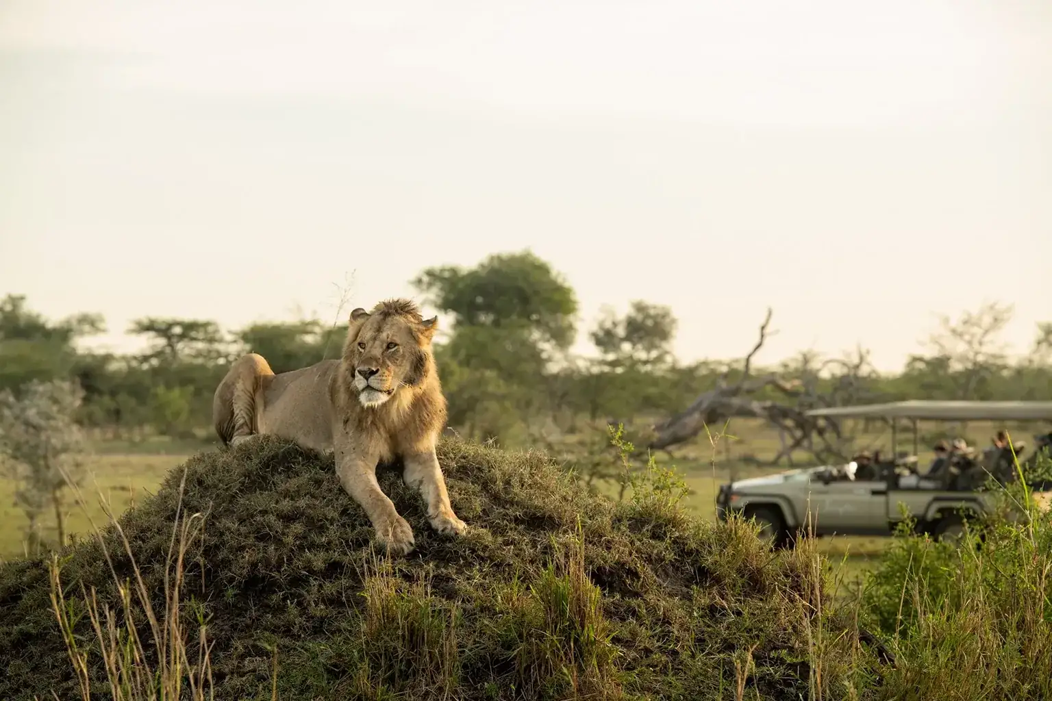 Tanzania Wildlife