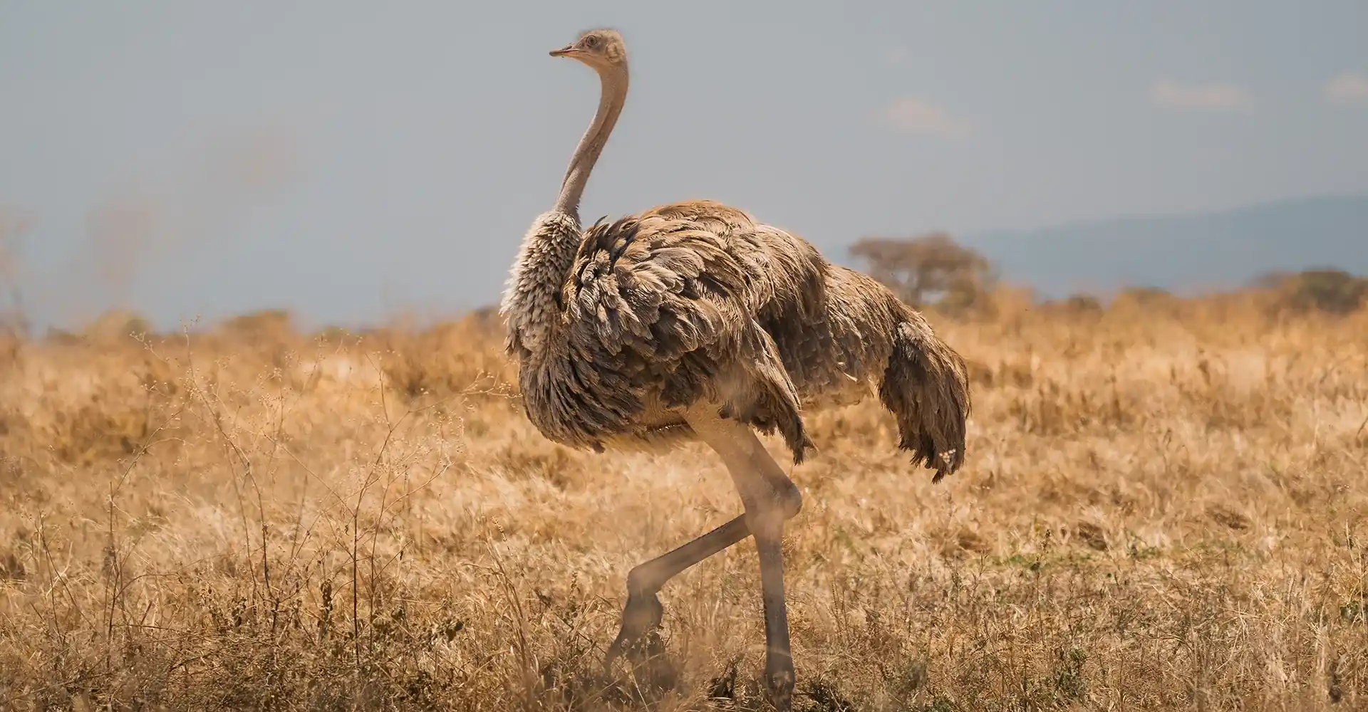 Tarangire National Park Birdwatching