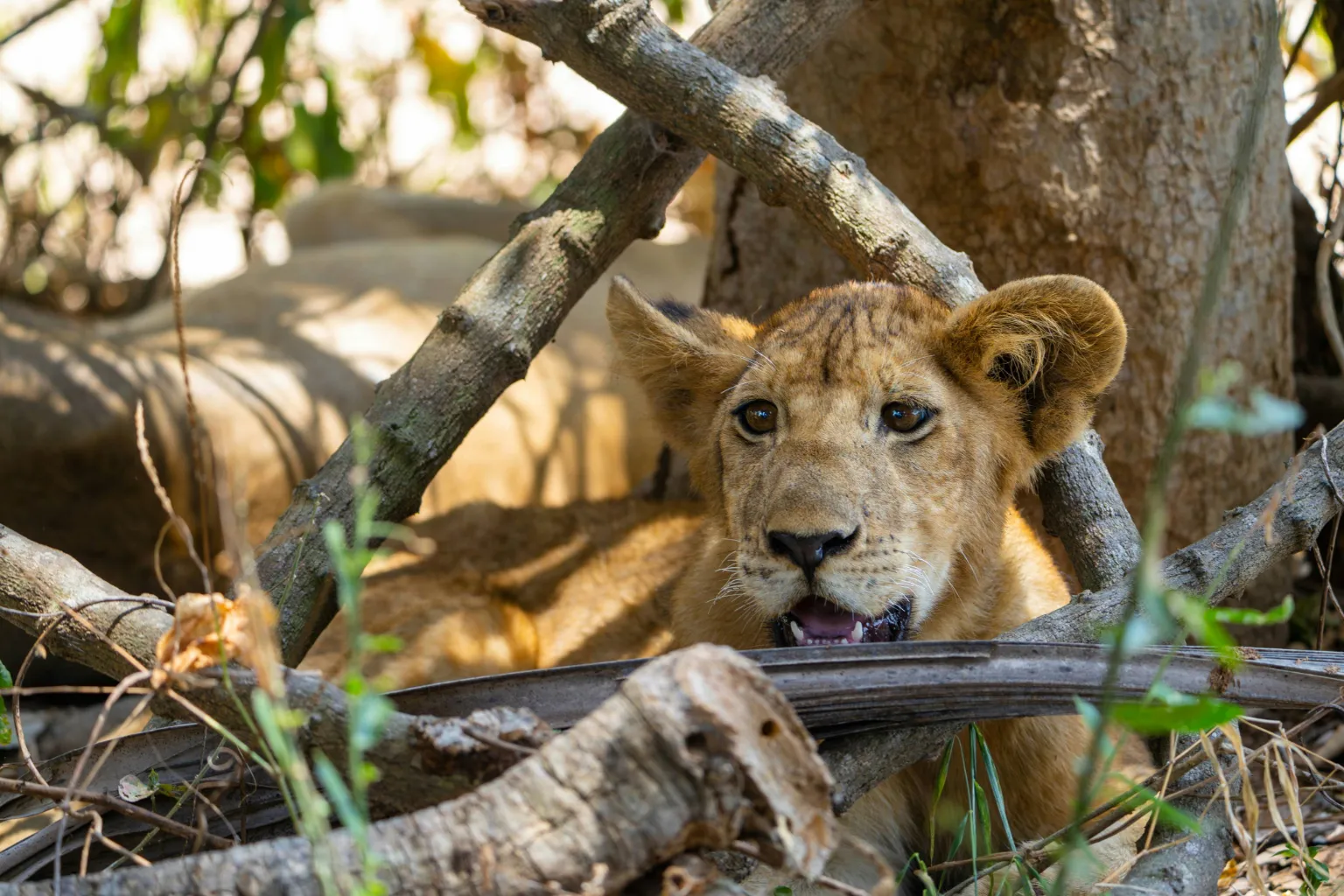 Tanzania Wildlife Safari