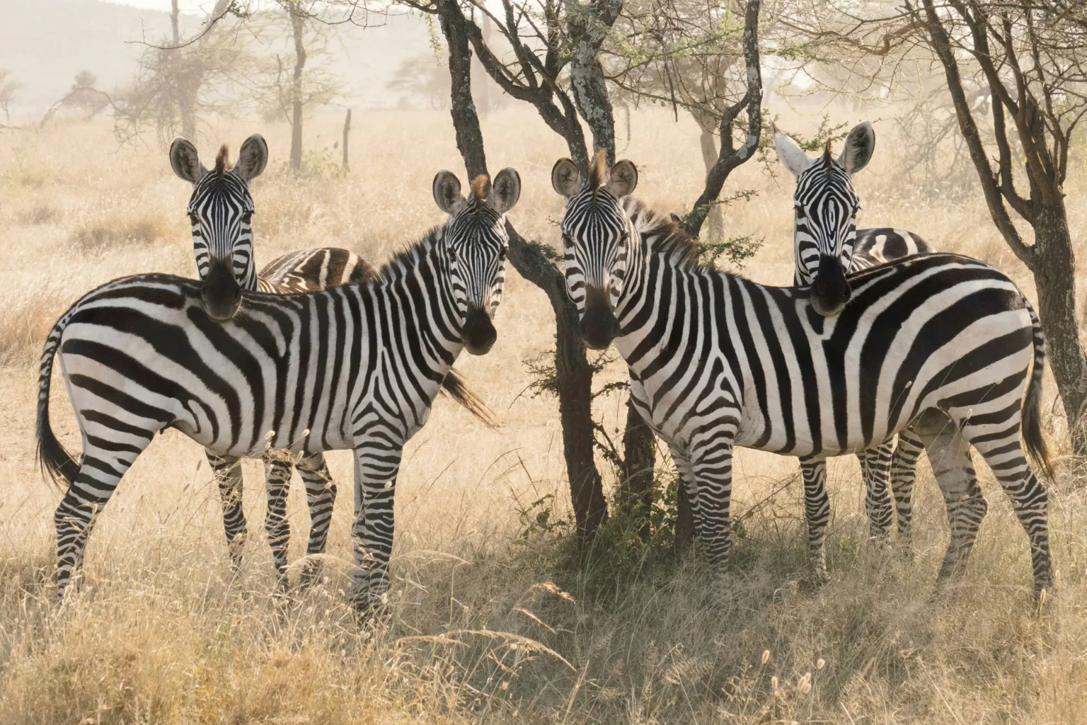 Tanzania Wildlife Safari