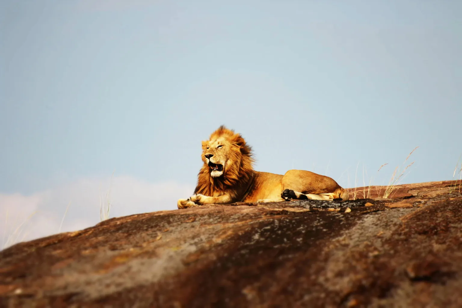 Tanzania Big Five Five Safari