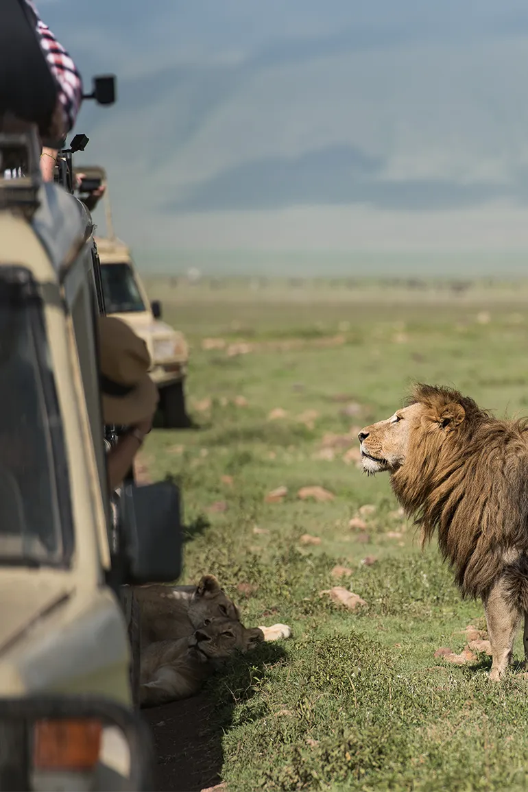 Bestday Safaris
