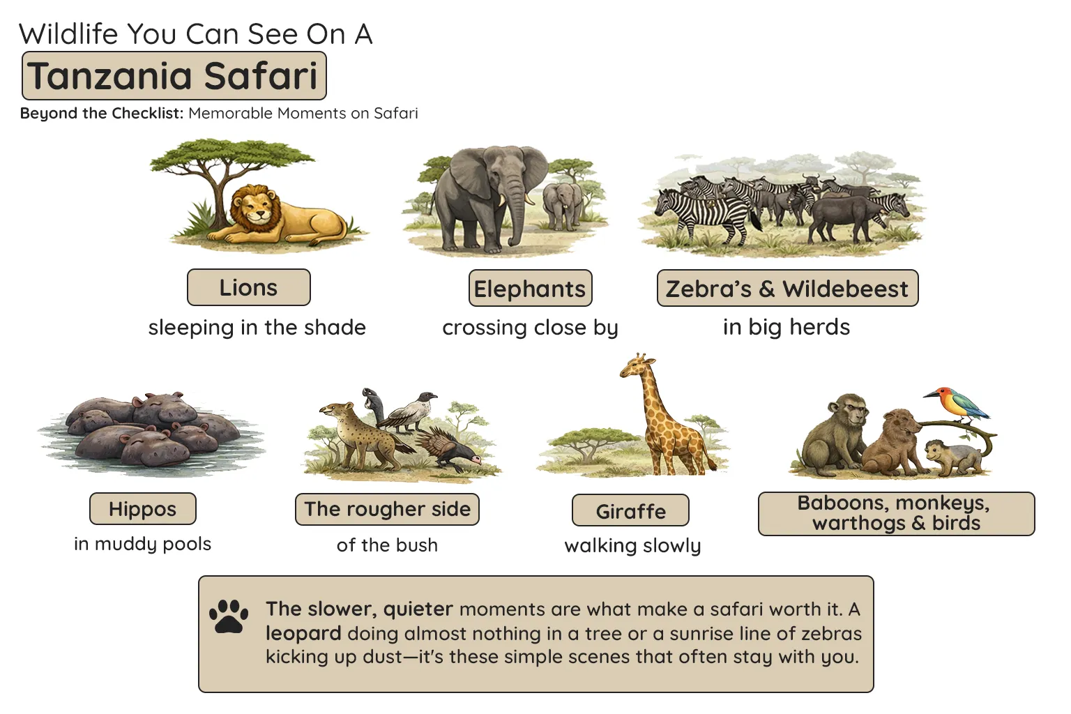 Tanzania Wildlife Safari