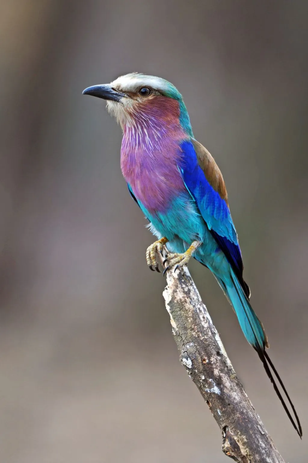 Tanzania Birdlife Safari