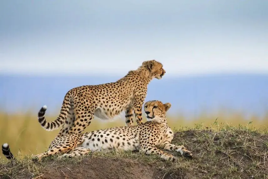Tanzania Safari Cost