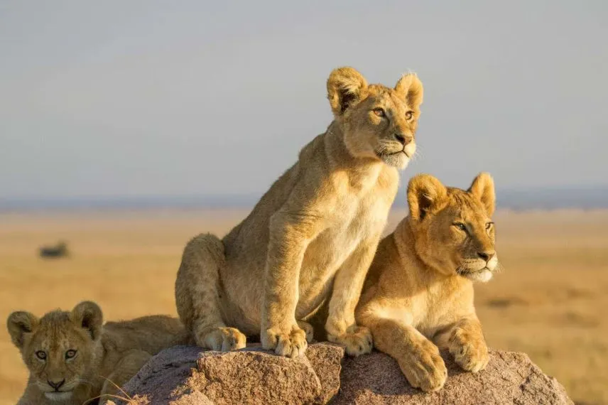Tanzania Wildlife Safari