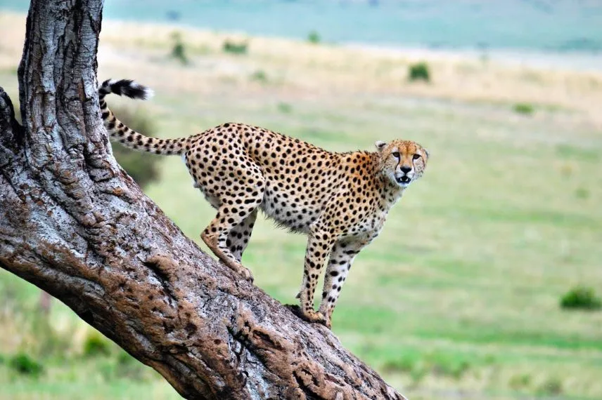 Tanzania wildlife Safari
