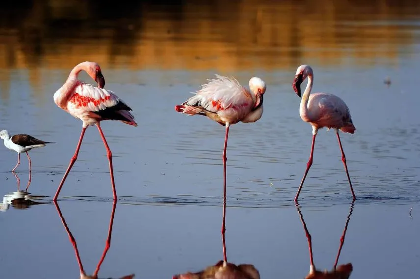 Lake Manyara National Park