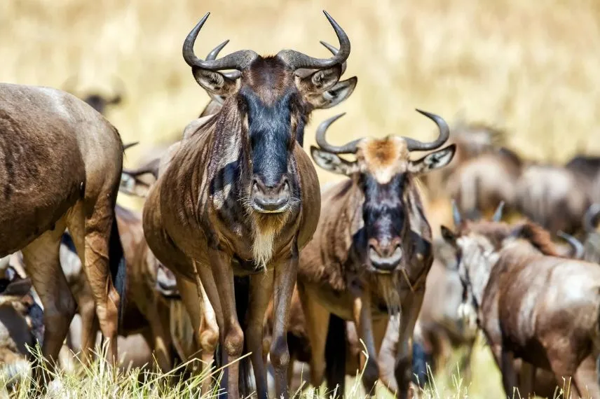 Serengeti National Park