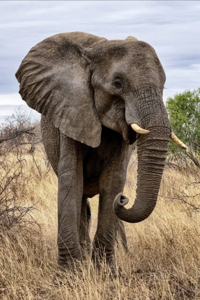 Tanzania Wildlife Safari
