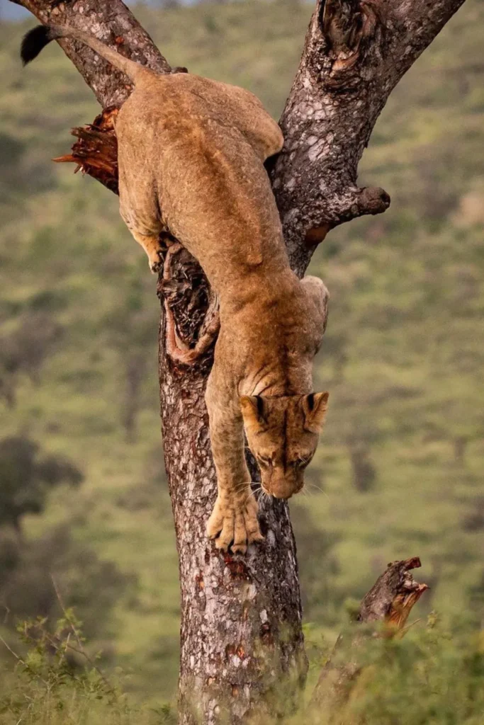 Tree Climbing Lions Lake Manyara