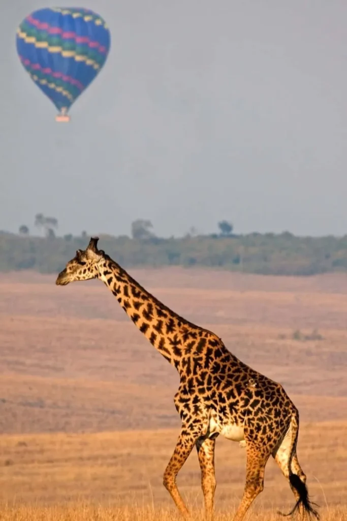 Tanzania Safari Activities