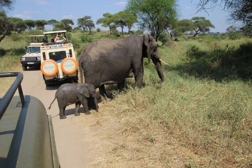 Tanzania Safari Experience