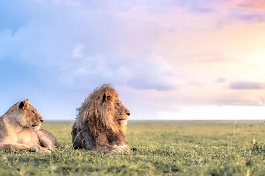 Tanzania Wildlife Safari
