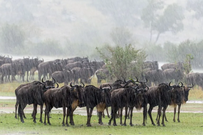 Central Serengeti
