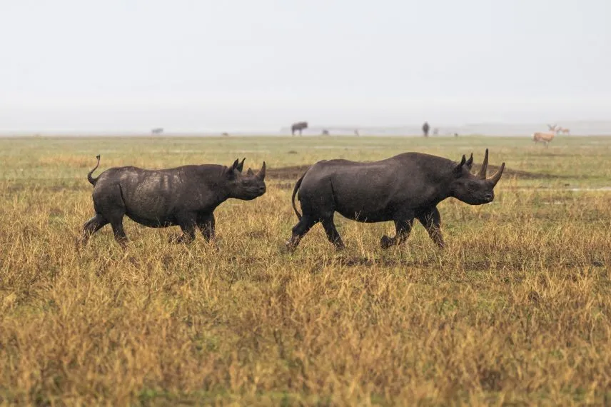 Ngorongoro Crater