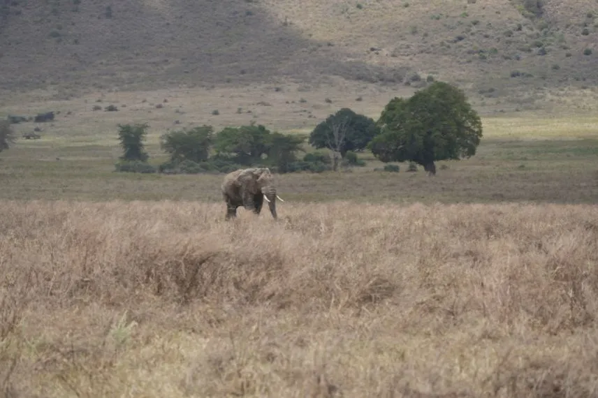 Nyerere National Park