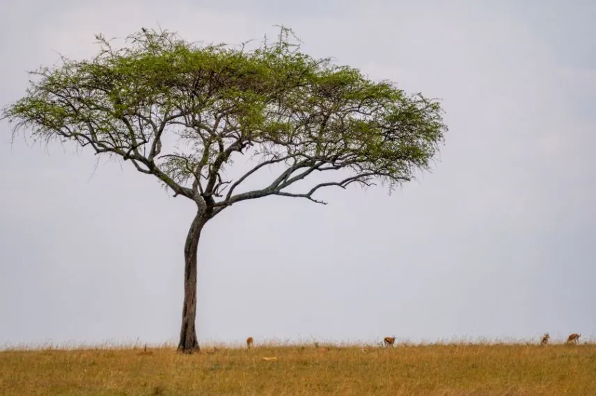 Tanzania Rainy Seasons