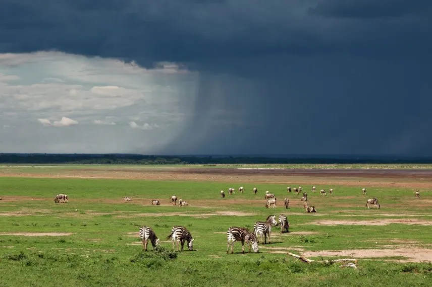 Tanzania Safari Experience