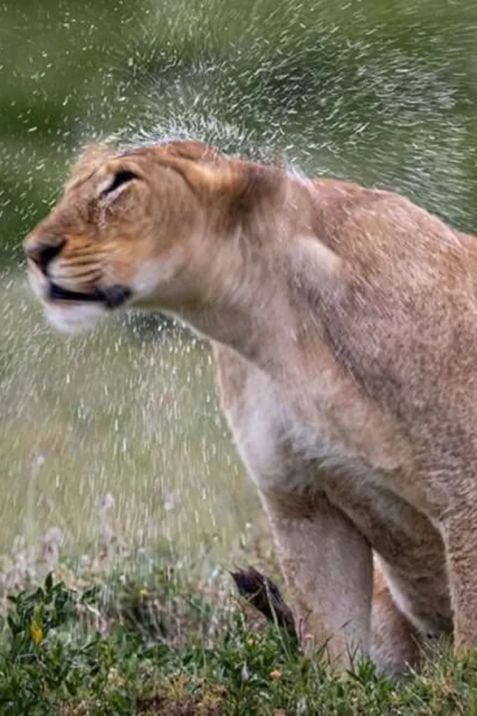 Tanzania Safari Wildlife