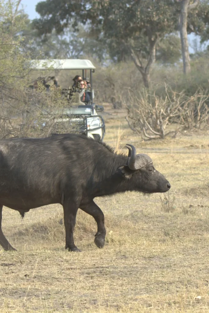 Tanzania Wildlife
