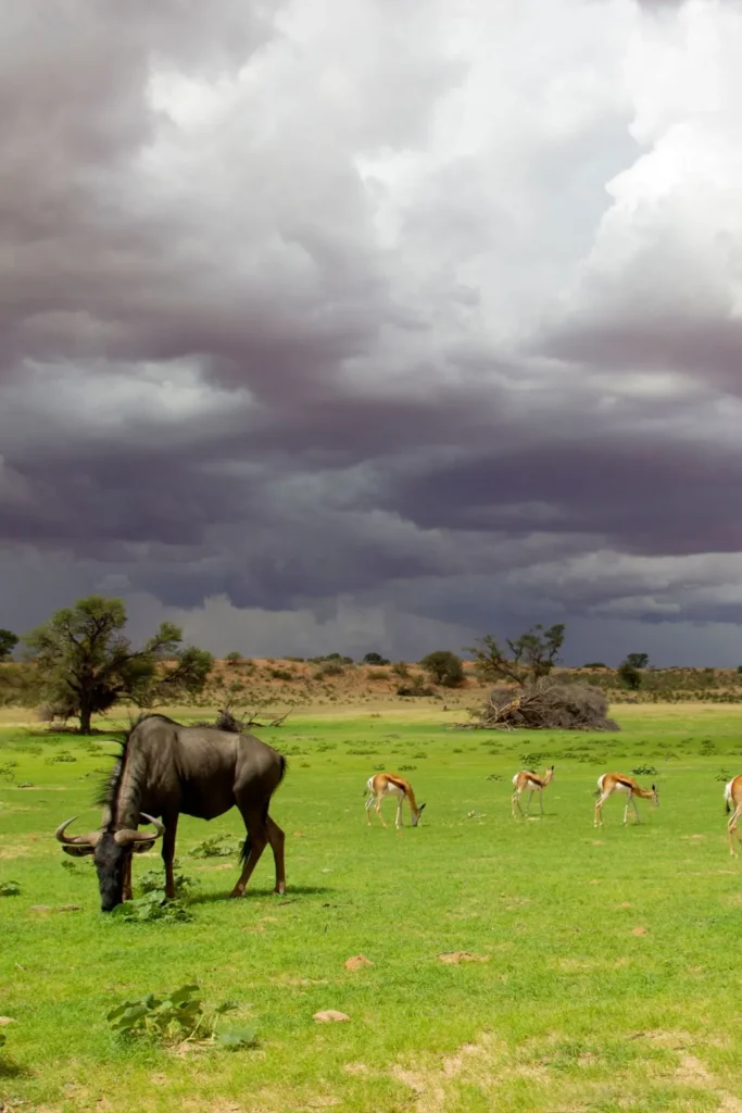 Tanzania Wildlife Safari Tour