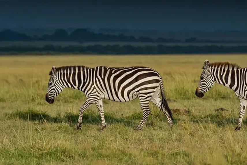 Tanzania safari in rainy season