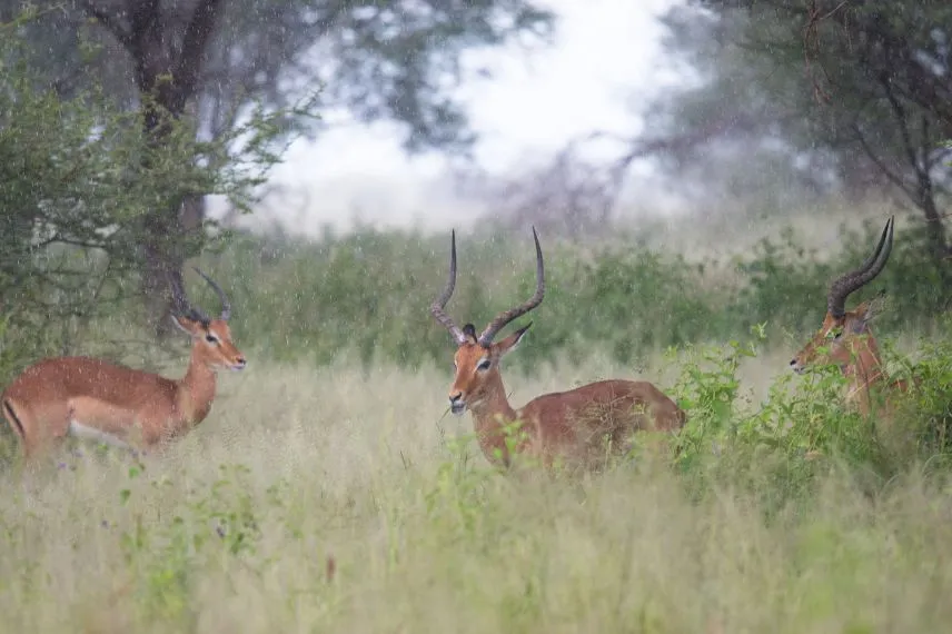 Tarangire National Park