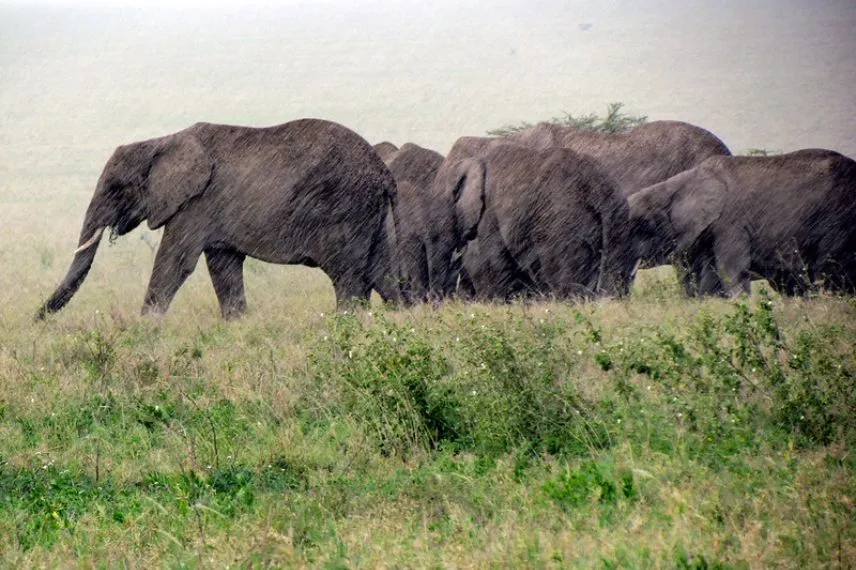 Traveling in Tanzania